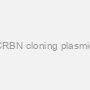CRBN cloning plasmid